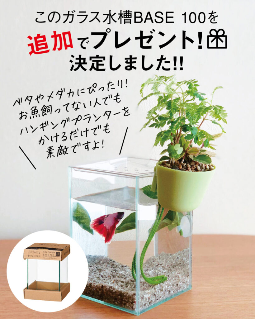 アンバサダー募集中！ガラス水槽を追加でプレゼントが決定しました 